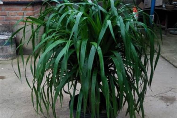 龙须花怎么养(养殖方法详解)