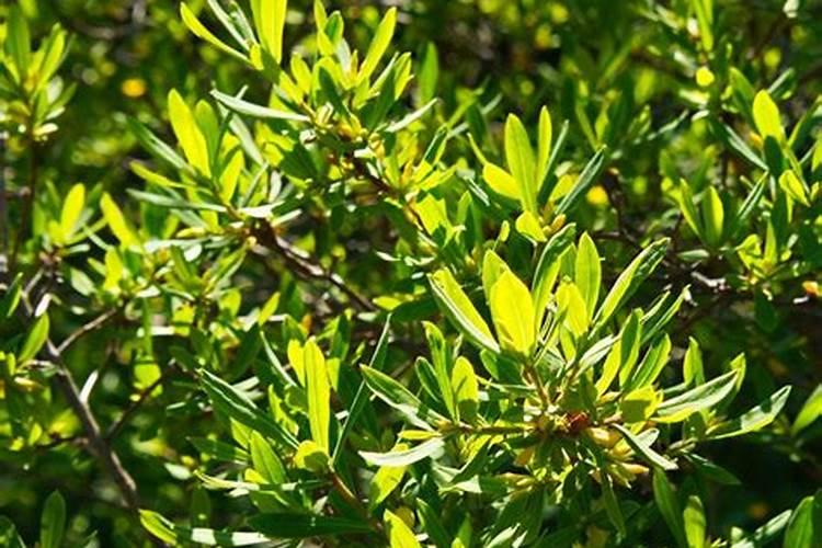 老家种植了一些东魁杨梅,怎么施肥比较好？