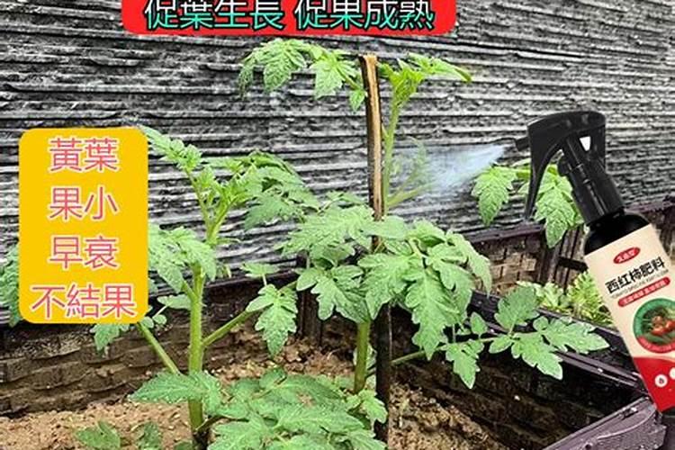 西红柿卷叶病怎么防治？