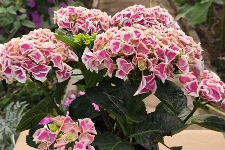 绣球花的习性