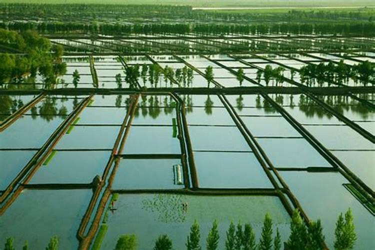 怎么控制果树的高度？果子裂果用什么肥料？