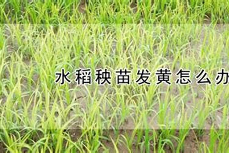 芸苔素内酯可溶性液的毒性如何？