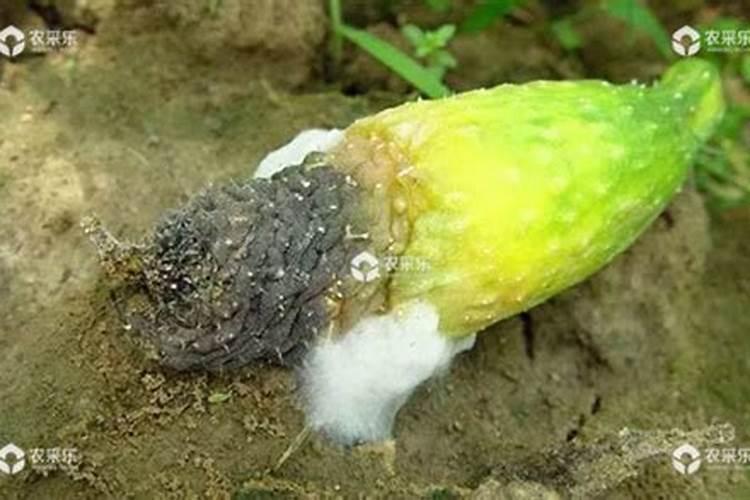 黄腐酸钾是什么肥料,附黄腐酸钾的功效及使用方法