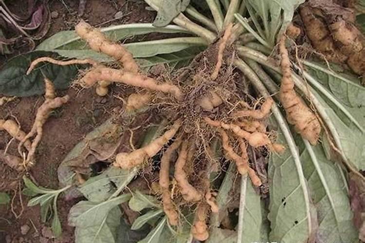 ﻿药用植物叶面追肥技巧