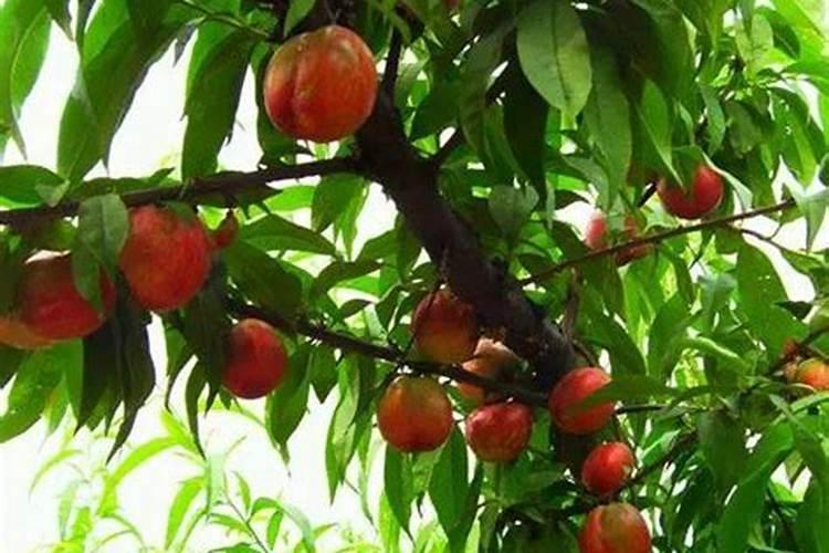 韭菜白斑怎样治疗,韭菜白斑的防治措施