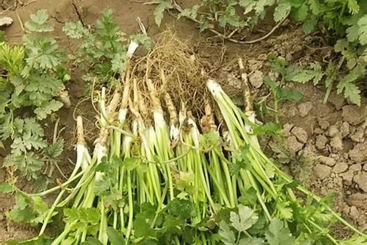 香菜用什么肥料最好