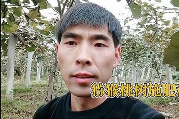 猕猴桃施肥方案和最佳时间