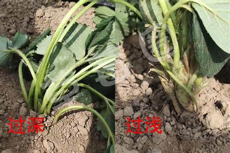 在草莓种植过程中需要补钙吗 草莓缺钙怎么办用什么补钙最好