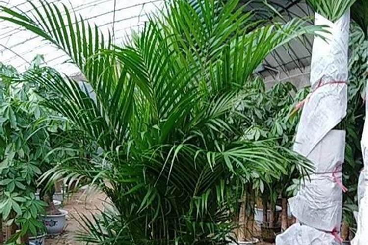 叶面肥有哪些牌子 排行榜都有哪些上榜