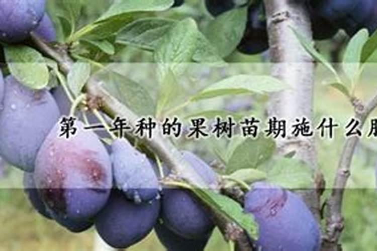 草莓要用什么肥料来促进生长