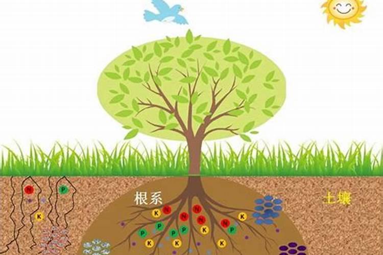 请问什么是中量元素？