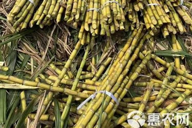 种甘蔗是用种子还是用种苗？