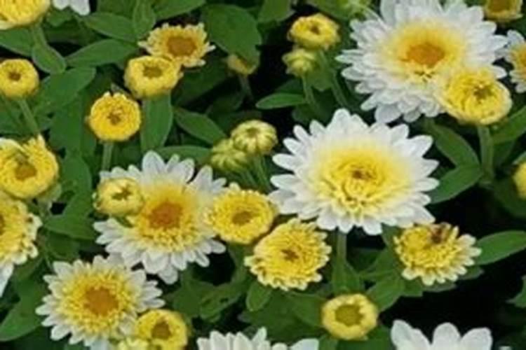 菊花在开花的时候可以施肥吗