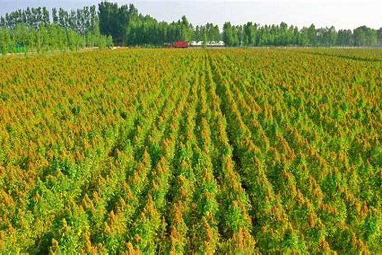 藜麦的种植时间和条件