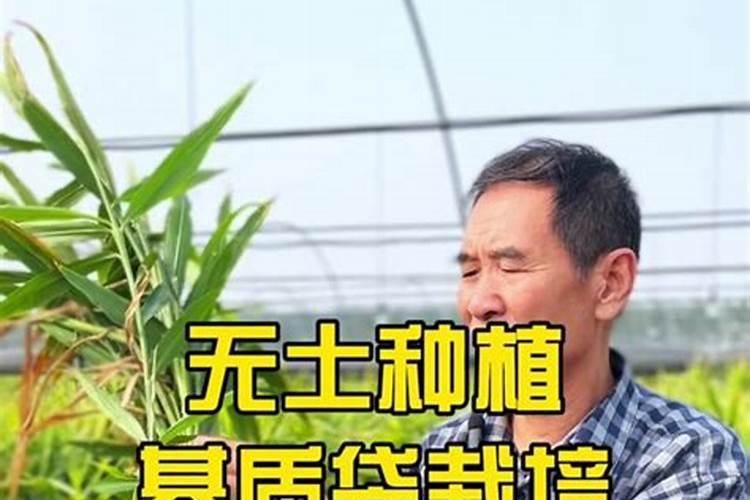 烤烟施钾肥最佳时间 什么时候使用效果好