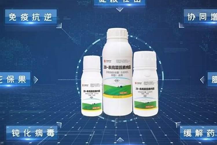芸苔素从哪种植物中可以提取