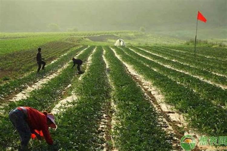 菜园地里撒石灰水会怎样