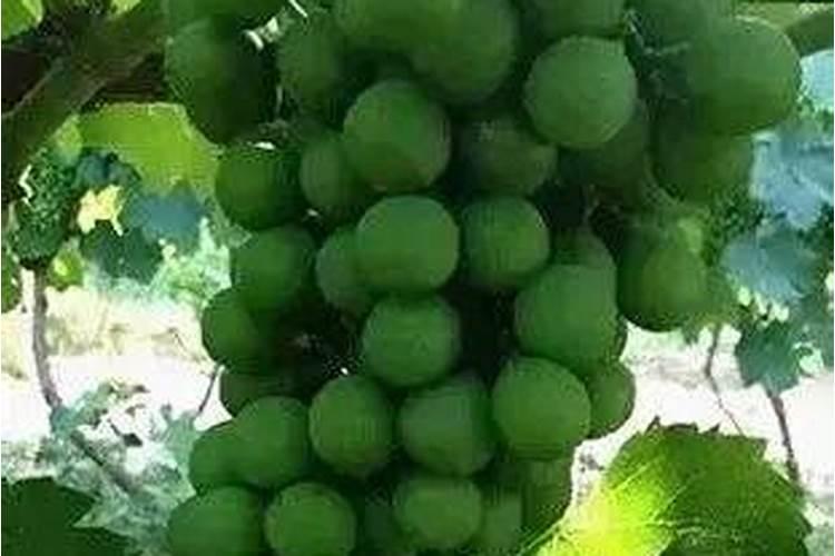 氮肥膨果还是钾肥膨果