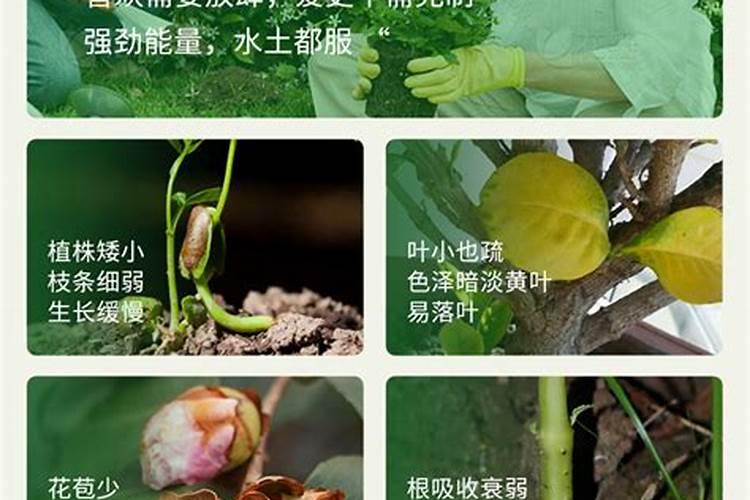 夏天怎么养兰花苗壮根多
