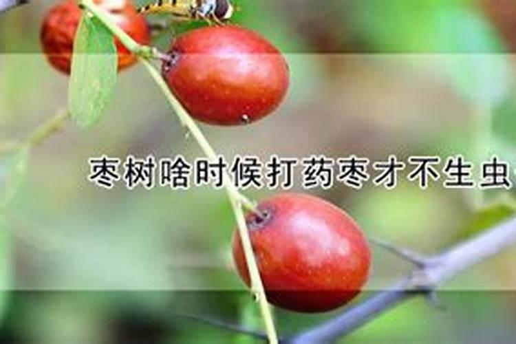 红枣使用什么肥