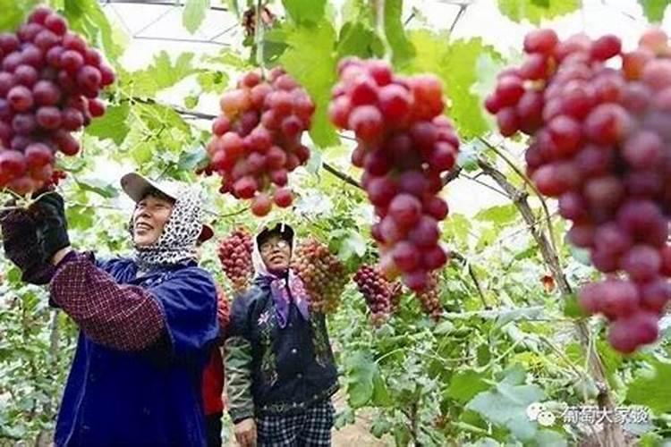 红糖加醋做叶面肥