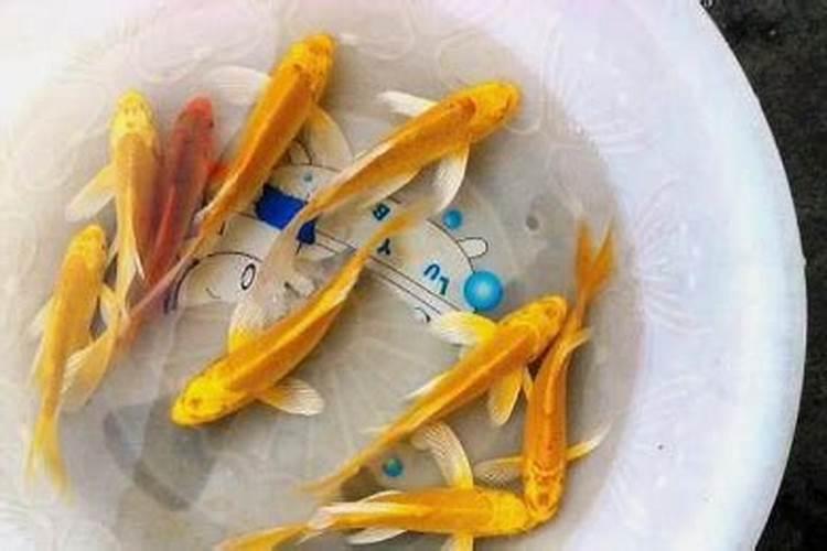 鱼缸水肥如何解决？