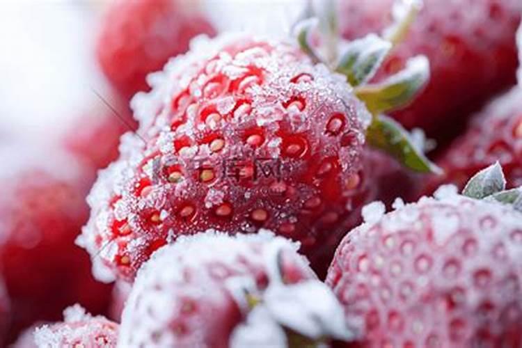 冬季低温保持草莓正常生长挂果,首要任务是养根