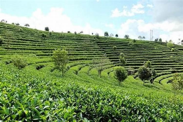 茶花的施肥方法是什么？