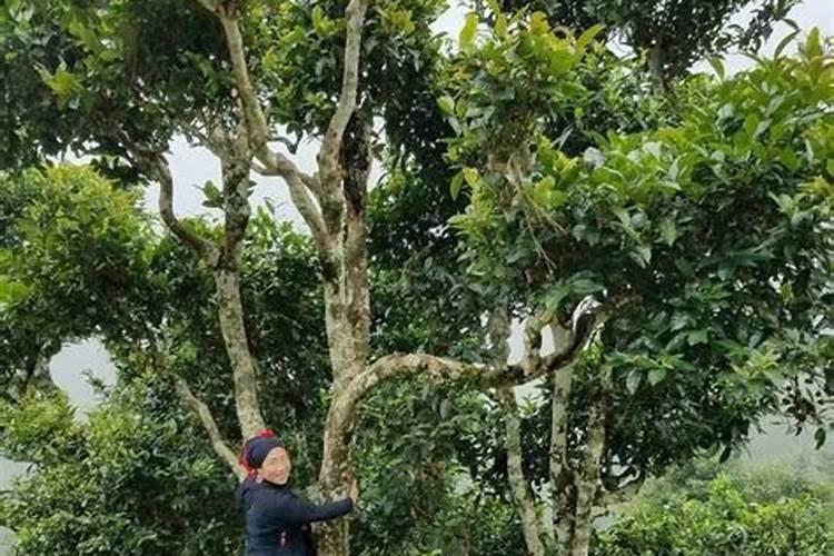 你知道古树茶和台地茶的区别及特点吗？