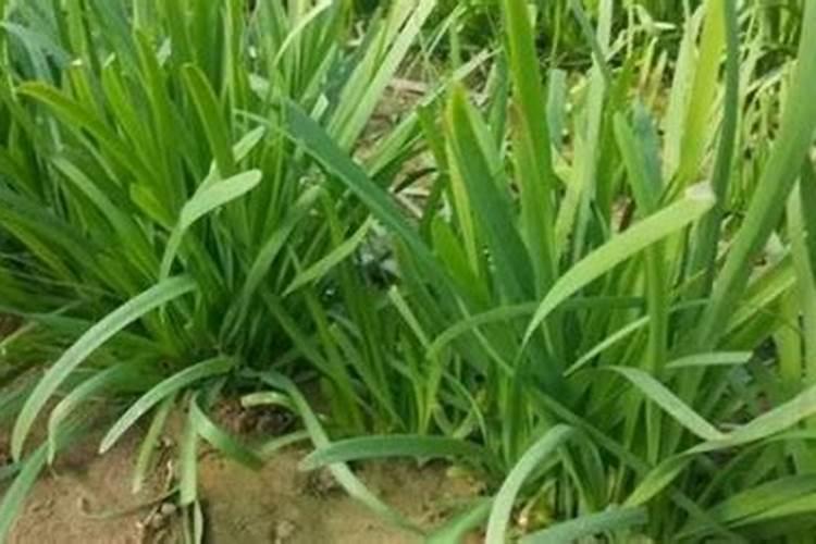 韭菜最怕三种肥料