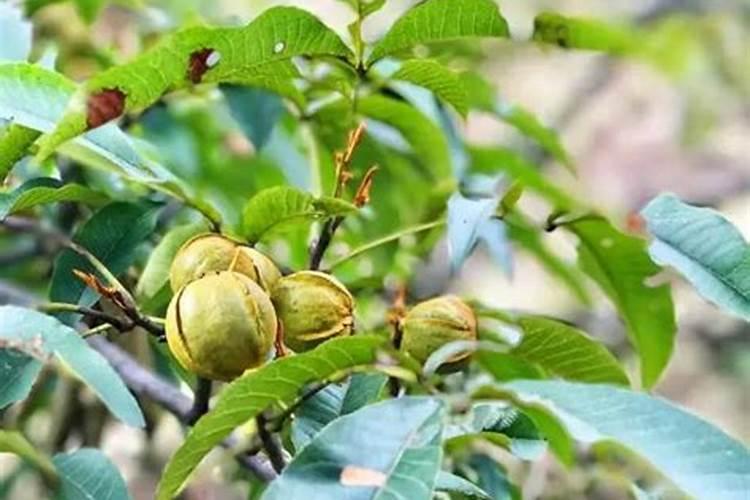 种植核桃的时候,想要高产施什么肥料比较好？