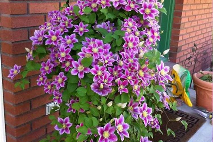 芹菜怎样施肥