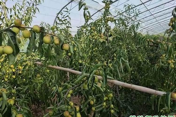 冬枣硬核后膨大用什么药 效果好