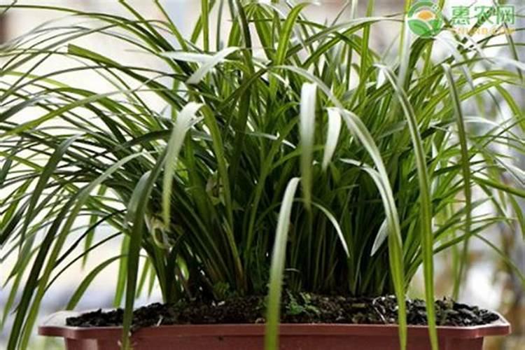 兰花什么时候施肥最好,兰花施肥用什么肥最好(氮磷钾肥)