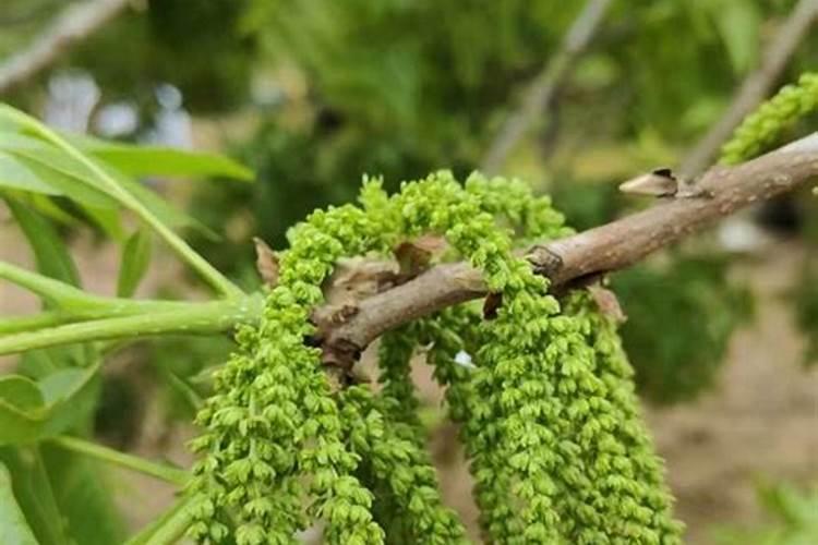 西葫芦露天种植怎么浇水施肥最好