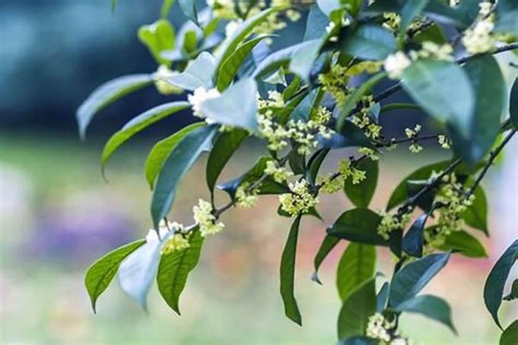 四季桂花用什么肥料最好  四季桂开花时能施肥吗