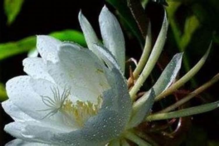 昙花施肥用什么肥料,长花蕾的时候可以施肥吗