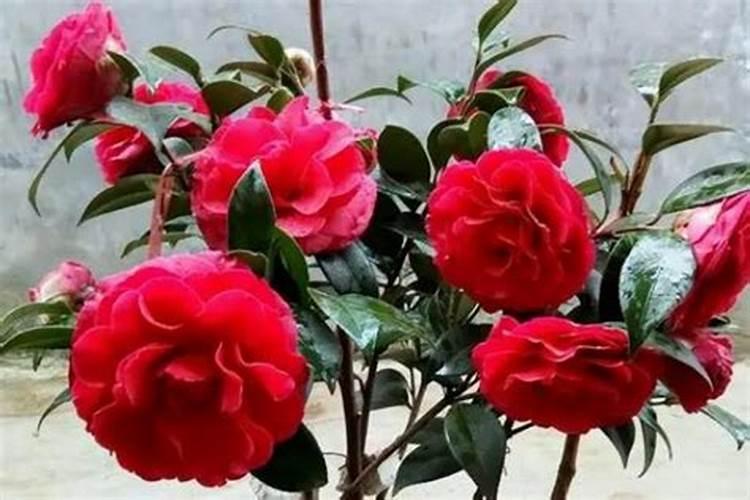 茶花冬天怎么养要注意什么