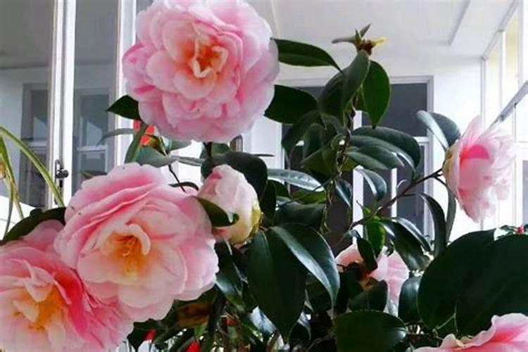 茶花冬天上什么肥
