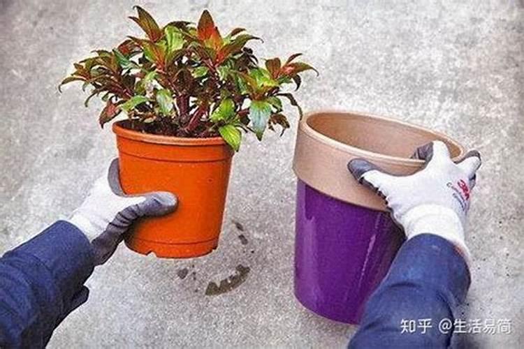 一盆花放几粒复合肥 如何正确食用