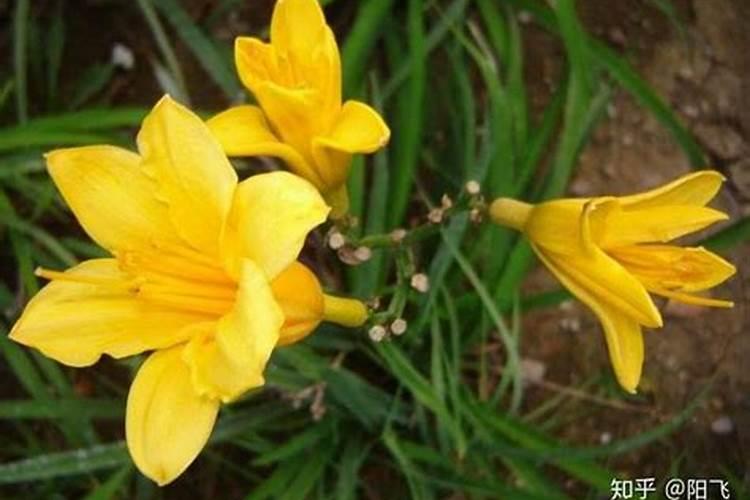 黄花菜打什么叶面肥好？