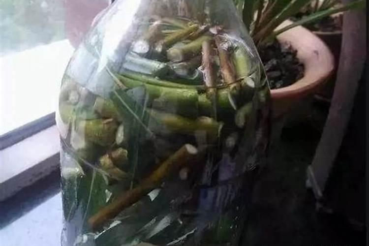 你买的“生根粉”还没扔掉吗？在家自制这三种“水”效果好又实惠