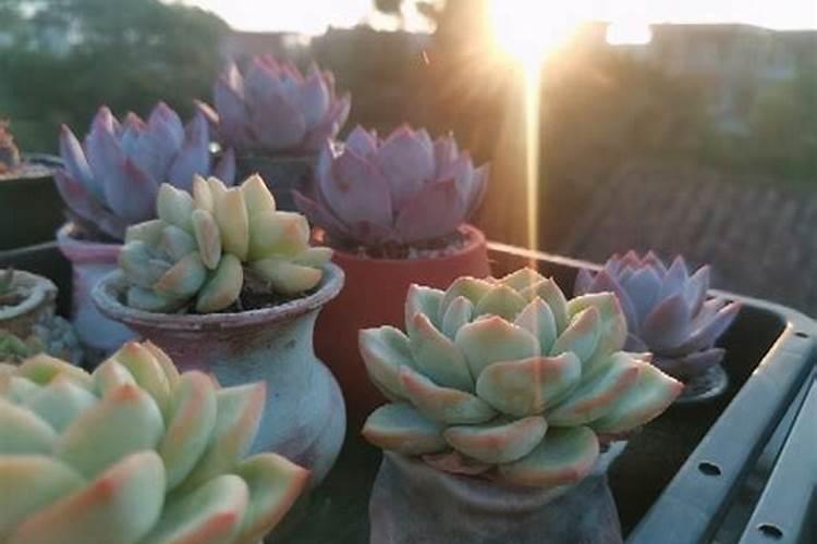 多肉可以水培么