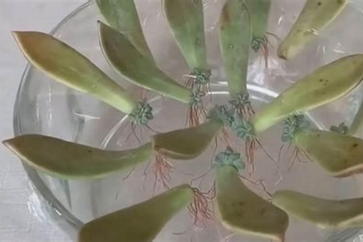 多肉浇叶面肥可以吗？