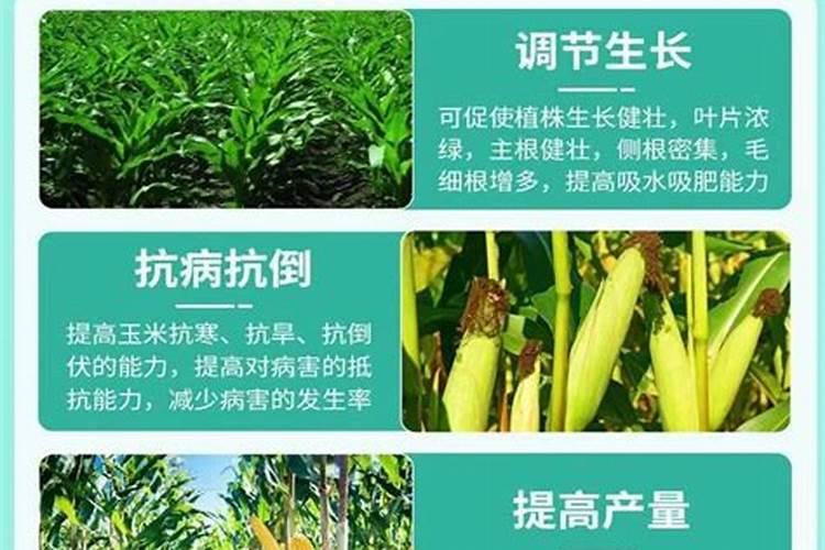 谷子灌浆期促早熟用什么药效果好