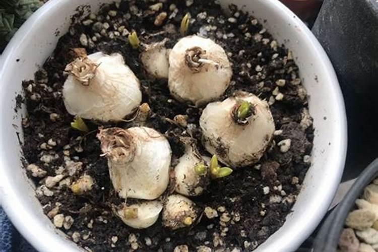 竹笋和7种食物不能一起吃 竹笋什么人不能吃
