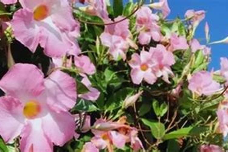 飘香藤为什么不长花苞