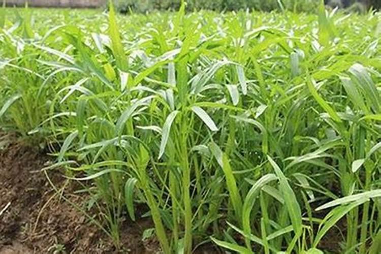 空心菜喜欢什么肥料