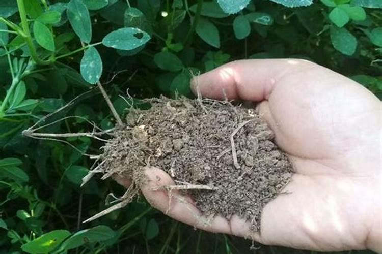 家庭中常见的氮肥