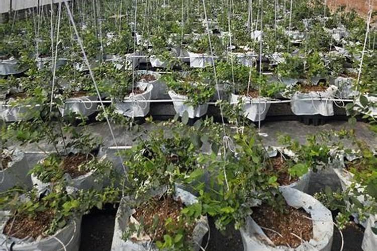 种蔬菜农家肥多久施一次